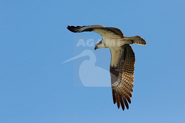 American Osprey, Pandion haliaetus carolinensis stock-image by Agami/Chris van Rijswijk,