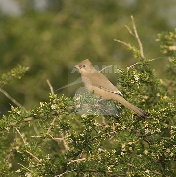 Grey Hypocolius female, Zijdestaart vrouwtje stock-image by Agami/Harvey van Diek,