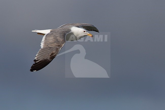 Volwassen Armeense Meeuw in vlucht, Adult Armenian Gull in flight stock-image by Agami/Daniele Occhiato,