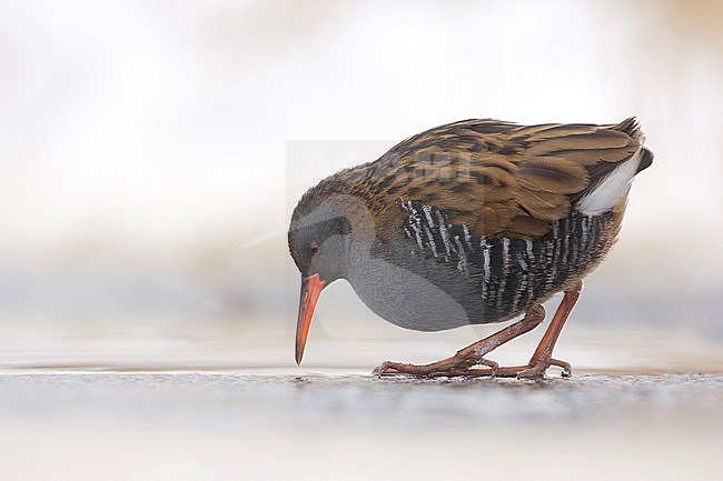 Water Rail, Waterral, Rallus aquaticus stock-image by Agami/Arie Ouwerkerk,