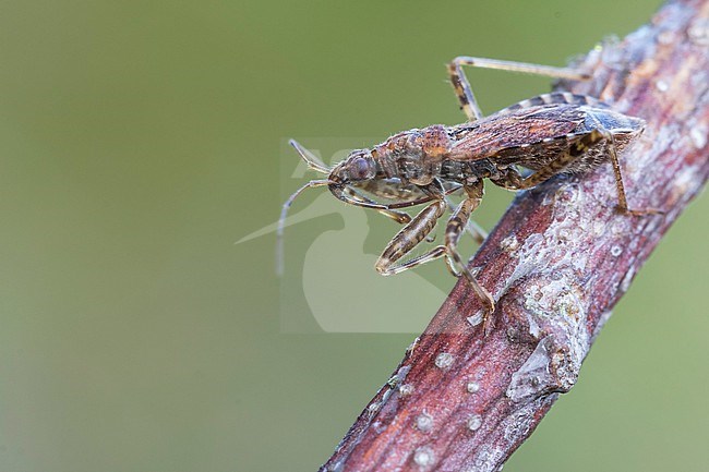 Himacerus mirmicoides - Ant damsel bug - Ameisensichelwanze, Germany (Baden-Württemberg), imago stock-image by Agami/Ralph Martin,