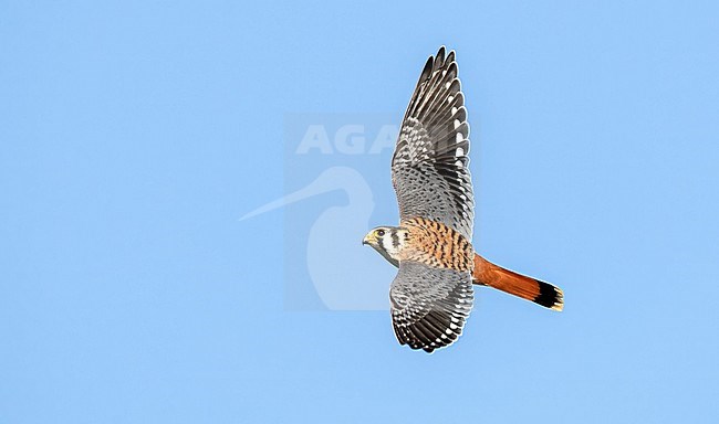 American Kestrel, Falco sparverius, during autumn migration in North America. stock-image by Agami/Ian Davies,