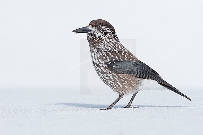 Spotted Nutcracker (Nucifraga caryocatactes) sitting in the snwo in  alpin forest of Switzerland. stock-image by Agami/Marcel Burkhardt,