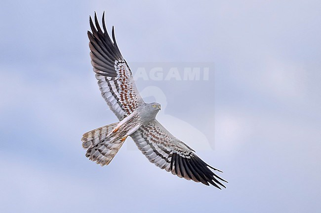 Adult male Montagu's Harrier, Circus pygargus, in Italy. stock-image by Agami/Daniele Occhiato,