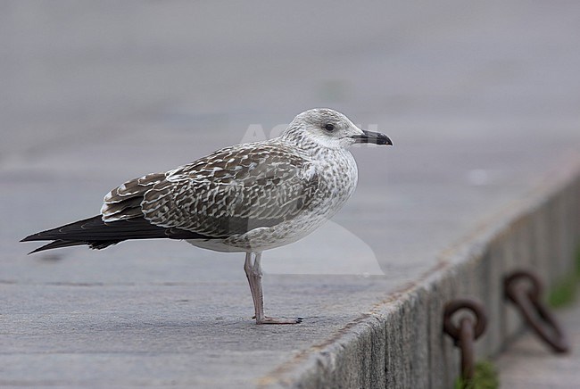 Baltische Mantelmeeuw, Baltic Gull, Larus fuscus fuscus stock-image by Agami/Tomi Muukkonen,