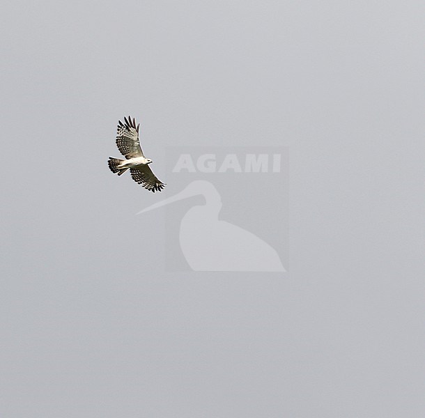 Critically endangered Flores Hawk-eagle (Nisaetus floris) in flight over the island Flores in the Lesser Sundas, Indonesia. stock-image by Agami/James Eaton,