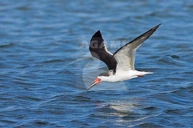 Adult
Pinellas Co., FL
February 2006 stock-image by Agami/Brian E Small,