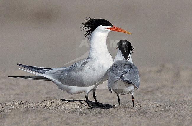 Adult breeding
Los Angeles Co., CA
May 2009 stock-image by Agami/Brian E Small,