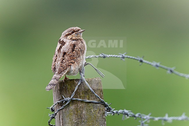 Draaihals zittend op paal met prikkeldraad, Eurasian Wryneck perched on pole with barbed wire stock-image by Agami/Ran Schols,