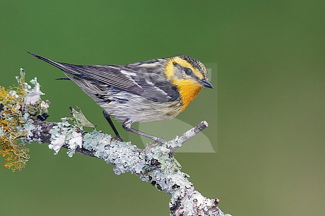 Adult female
Galveston Co., TX
April 2013 stock-image by Agami/Brian E Small,