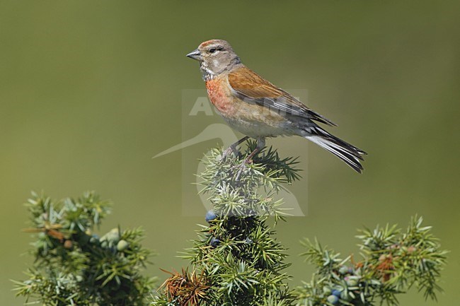 Linnet male perched; Kneu man zittend stock-image by Agami/Daniele Occhiato,