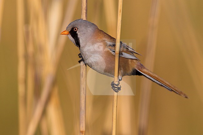 Mannetje Baardman in het riet, Male Bearded Reedling in reed stock-image by Agami/Daniele Occhiato,