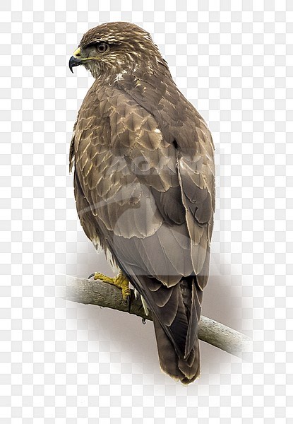 Buizerd; Common Buzzard stock-image by Agami/Daniele Occhiato,