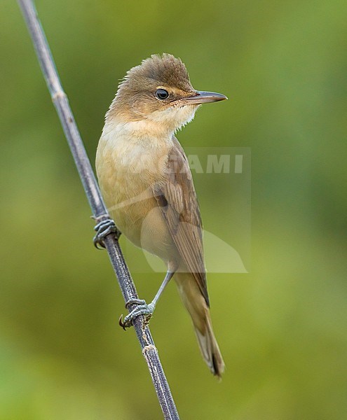 Great Reed Warbler, Acrocephalus arundinaceus, in Italy. stock-image by Agami/Daniele Occhiato,