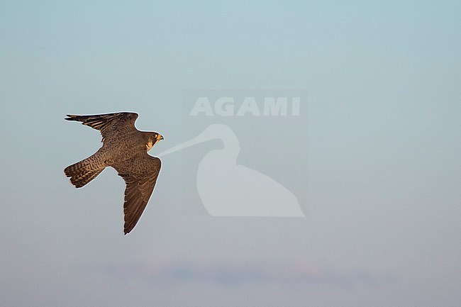 Peregrine Falcon - Wanderfalke - Falco peregrinus ssp. peregrinus, Russia (Ural), adult in flight stock-image by Agami/Ralph Martin,