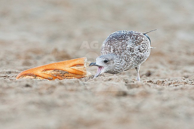 Onvolwassen meeuw op het strand etend van een stokbrood; Immature Gull eating from bread on a Dutch beach stock-image by Agami/Marc Guyt,