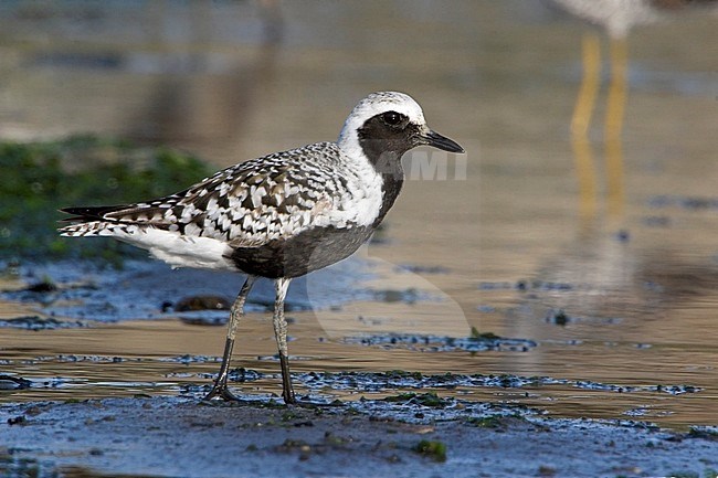 Adulte Zilverplevier; Grey Plover adult stock-image by Agami/Glenn Bartley,