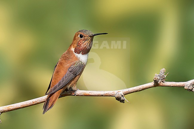 Adult male
Riverside Co., CA
April 2022 stock-image by Agami/Brian E Small,