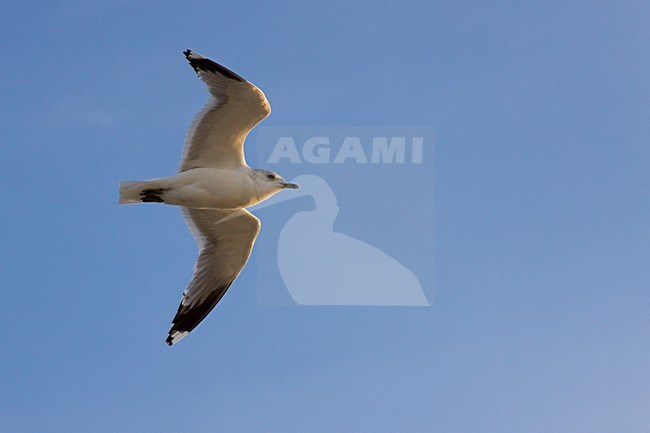 Stormmeeuw in de vlucht; Mew Gull in flight stock-image by Agami/Theo Douma,