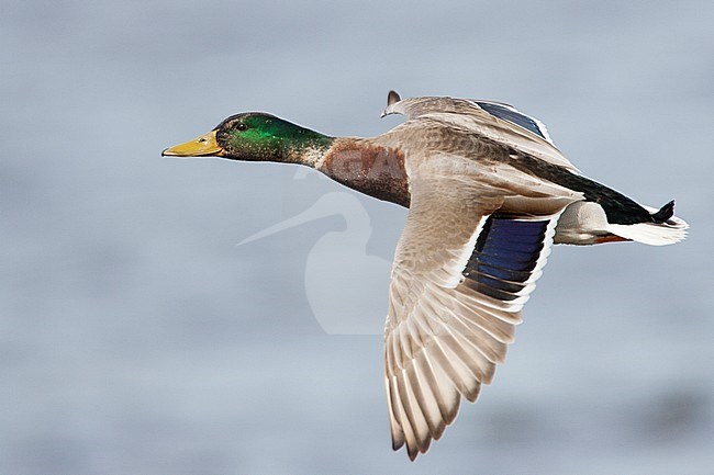 Wilde eend vliegend; Mallard flying stock-image by Agami/Menno van Duijn,