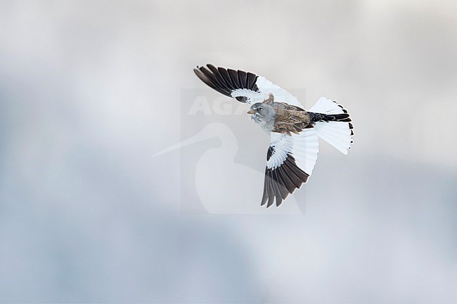 White-winged Snowfinch - Schneesperling - Montifringilla nivalis ssp. nivalis, adult in flight, Swiss stock-image by Agami/Ralph Martin,