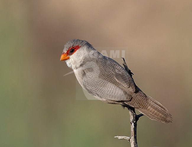 Common Waxbill (Estrilda astrild) in Spain. stock-image by Agami/Tomi Muukkonen,