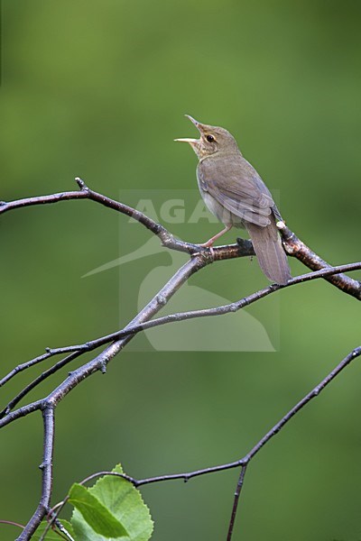 Singing River Warbler, Locustella fluviatilis stock-image by Agami/Harvey van Diek,