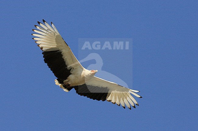 Palmgier in de vlucht; Palm-nut Vulture in flight stock-image by Agami/Jacques van der Neut,