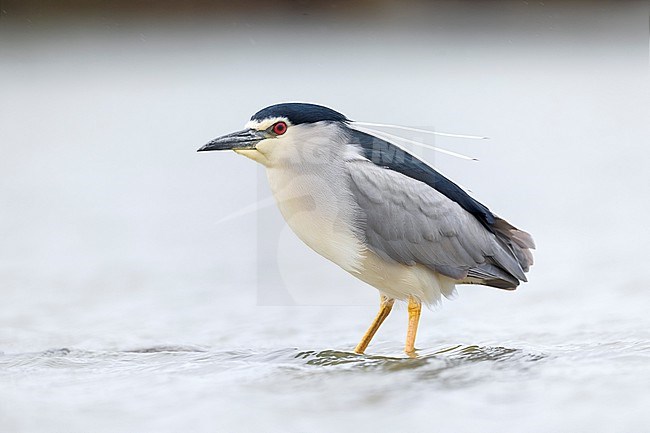 Adult Black-crowned Night Heron, Nycticorax nycticorax, in Italy. stock-image by Agami/Daniele Occhiato,