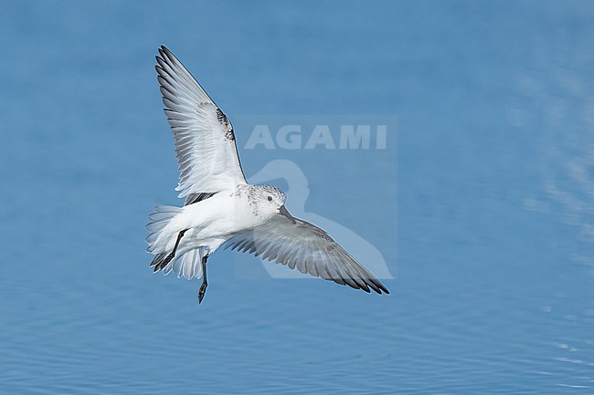 Adult non-breeding
Galveston Co., TX
April 2023 stock-image by Agami/Brian E Small,