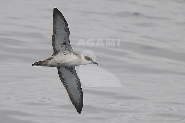 Great shearwater (Ardenna gravis) flying, with the sea as background. stock-image by Agami/Sylvain Reyt,