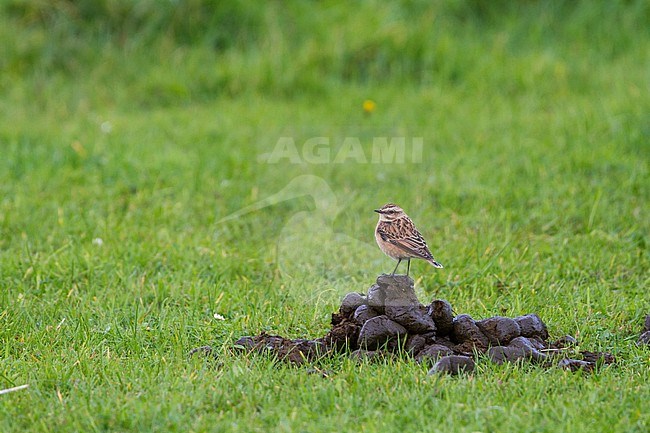 Whinchat - Braunkehlchen - Saxicola rubetra, Germany stock-image by Agami/Ralph Martin,