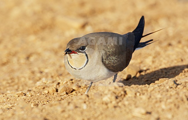 Vorkstaartplevier staand op grond; Collared Pratincole perched on ground stock-image by Agami/Markus Varesvuo,