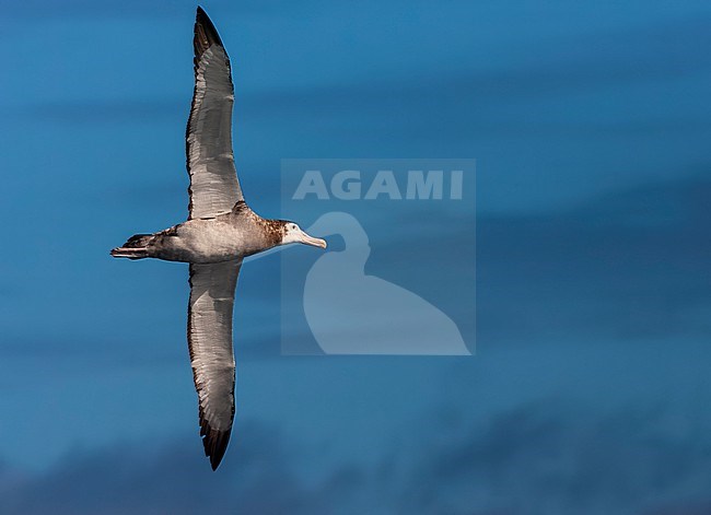 Immature Tristan Albatross, Diomedea dabbenena, at sea off Gough in the southern Atlantic Ocean. stock-image by Agami/Marc Guyt,