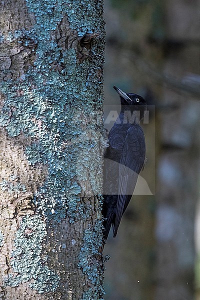 Black Woodpecker, Dryocopus martius stock-image by Agami/Daniele Occhiato,