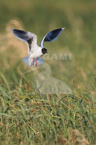 Little Gull - Zwergmöwe - Hydrocoloeus minutus, Russia (Tscheljabinsk), adult stock-image by Agami/Ralph Martin,