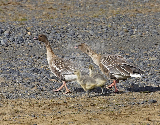 Kleine Rietgans met jongen; Pink-footed Goose with chicks stock-image by Agami/Markus Varesvuo,