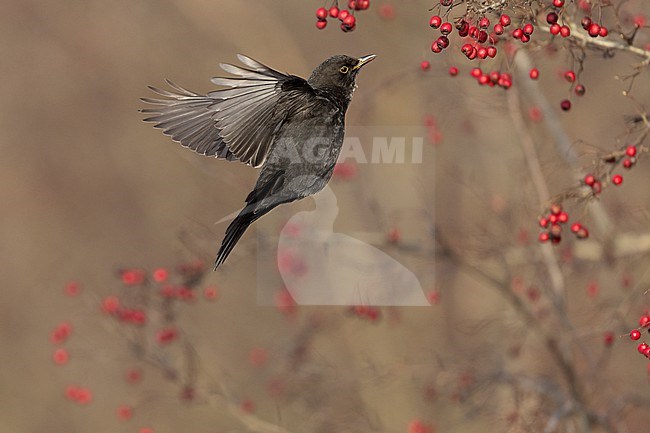 First-winter male Common Blackbird (Turdus merula) catching a berry on the wing at Rudersdal, Denmark stock-image by Agami/Helge Sorensen,