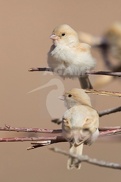 Desert Sparrow (Passer simplex saharae), two fledglings perched on some branches stock-image by Agami/Saverio Gatto,