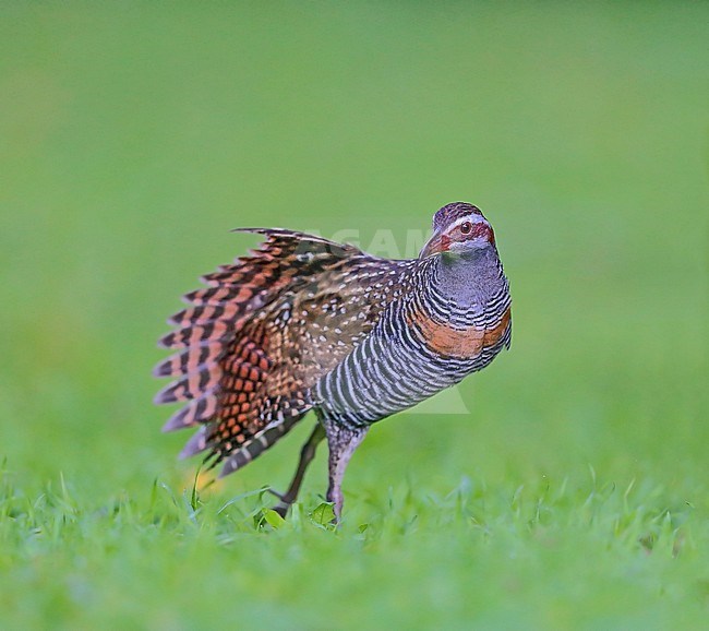 Buff-banded Rail (Hypotaenidia philippensis mellori) wing stretching. stock-image by Agami/Georgina Steytler,