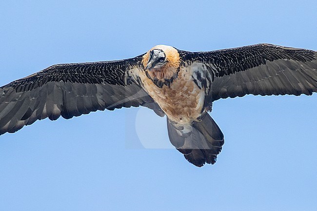 Bearded Vulture (Gypaetus barbatus), adult in flight seen from below, Trentino-Alto Adige, Italy stock-image by Agami/Saverio Gatto,