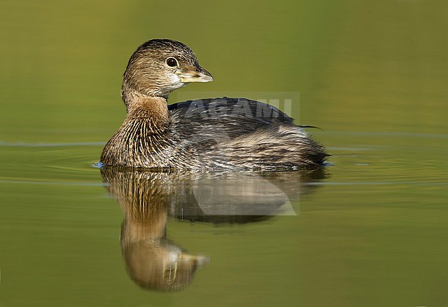 Adult non-breeding
Hidalgo Co., TX
January 2009 stock-image by Agami/Brian E Small,