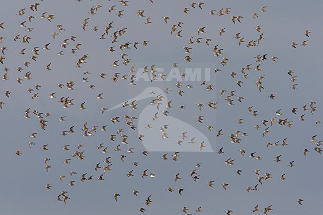 Bonte Strandlopers in vlucht; Dunlins in flight stock-image by Agami/Arie Ouwerkerk,