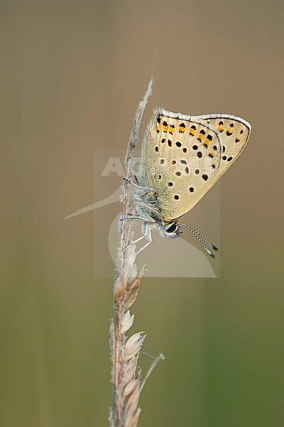 Bruine vuurvlinder / Sooty Copper (Lycaena tityrus) stock-image by Agami/Wil Leurs,