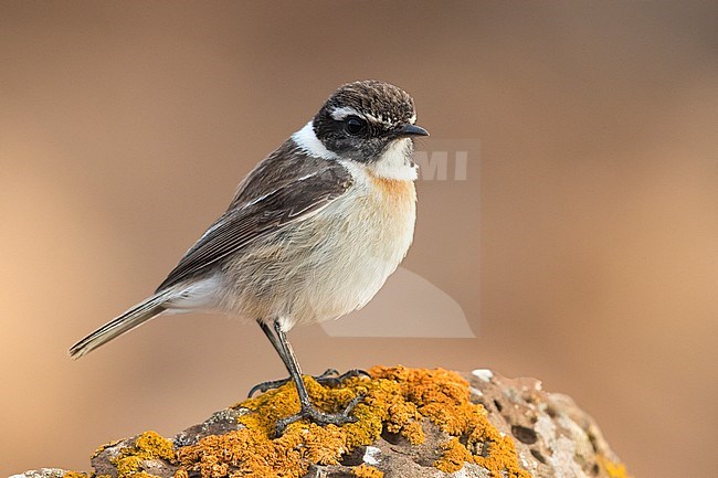 Canary Islands Chat; Saxicola dacotiae stock-image by Agami/Daniele Occhiato,