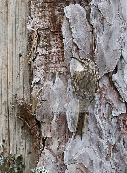 Corsican Treecreeper (Certhia familiaris corsa), on the island of Corsica in France. An island endemic. stock-image by Agami/Ralph Martin,