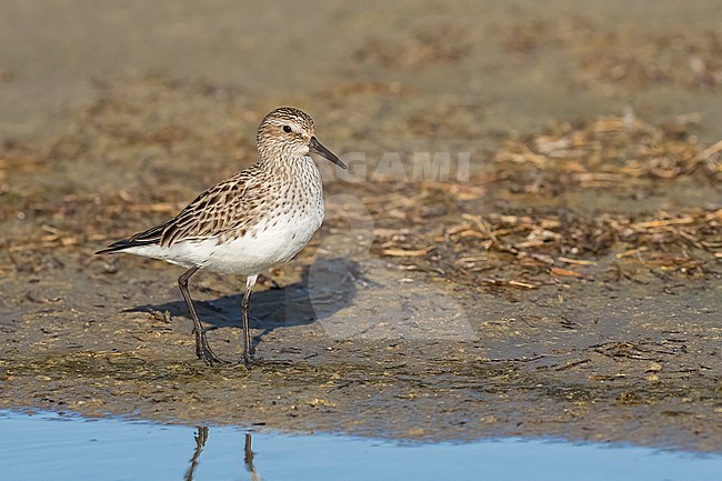 Adult breeding
Galveston Co., TX
April 2023 stock-image by Agami/Brian E Small,