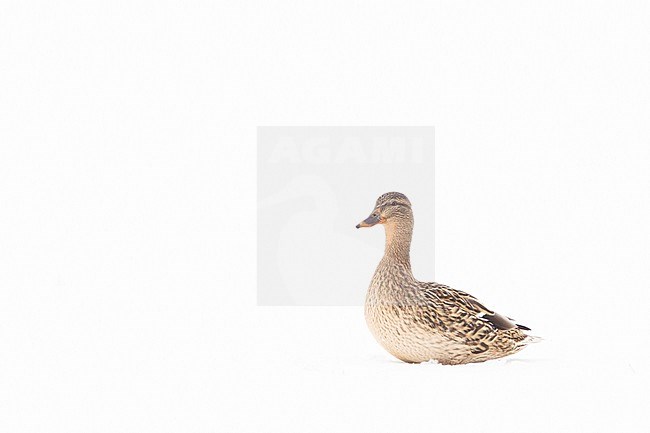 Female Mallard in the snow stock-image by Agami/Menno van Duijn,