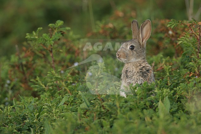 Europees Konijn; European Rabbit stock-image by Agami/Menno van Duijn,