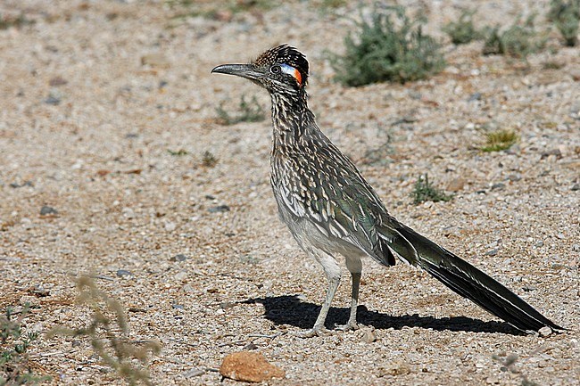 Adult
Pima Co., AZ
April 2009 stock-image by Agami/Brian E Small,